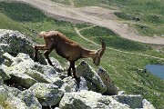 39 Scendono su rocce con vista sulla Val Carisole